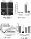 Fig. 35 - METHODS AND COMPOSITIONS FOR TREATING LAMINOPATHIES AFFECTING SKELETAL OR CARDIAC MUSCLE