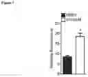 Fig. 08 - Enhancing autophagy or increasing longevity by administration of urolithins