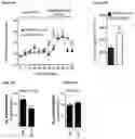 Fig. 09 - Enhancing autophagy or increasing longevity by administration of urolithins