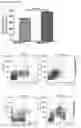 Fig. 08 - CD11B + PIEZO-1 + MACROPHAGES AND USES THEREOF