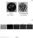 Fig. 08 - Chimeric flavivirus lyssavirus vaccines