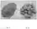 Fig. 02 - Mineralizer Composition and Pidgeon Silicothermic Process for Smelting Magnesium