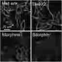 Fig. 01 - ANALGESICS AND METHODS OF USE THEREOF