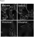 Fig. 07 - ANALGESICS AND METHODS OF USE THEREOF