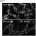 Fig. 09 - ANALGESICS AND METHODS OF USE THEREOF