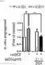 Fig. 04 - Anti-C-KIT antibody