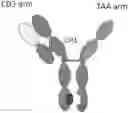 Fig. 01 - METHODS FOR PURIFYING HETERODIMERIC, MULTISPECIFIC ANTIBODIES