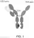 Fig. 02 - METHODS FOR PURIFYING HETERODIMERIC, MULTISPECIFIC ANTIBODIES