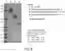 Fig. 06 - METHODS FOR PURIFYING HETERODIMERIC, MULTISPECIFIC ANTIBODIES