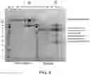 Fig. 09 - METHODS FOR PURIFYING HETERODIMERIC, MULTISPECIFIC ANTIBODIES