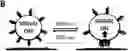 Fig. 01 - METHODS AND SYSTEMS FOR CONTROLLING THE AGONISTIC PROPERTIES OF ANTIBODY VARIABLE DOMAINS BY LIGHT