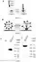 Fig. 02 - METHODS AND SYSTEMS FOR CONTROLLING THE AGONISTIC PROPERTIES OF ANTIBODY VARIABLE DOMAINS BY LIGHT