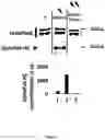 Fig. 06 - METHODS AND SYSTEMS FOR CONTROLLING THE AGONISTIC PROPERTIES OF ANTIBODY VARIABLE DOMAINS BY LIGHT