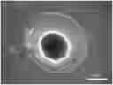 Fig. 01 - Method for preparing 3D brain organoids