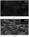 Fig. 06 - DIFFERENTIATION MEDIUM AND METHOD FOR PREPARING OLIGODENDROCYTE PRECURSOR