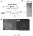 Fig. 07 - Engineered red blood cells having rare antigen phenotypes