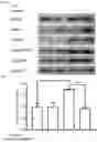 Fig. 08 - METHODS OF ISLET CELL CULTURE