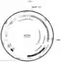 Fig. 02 - Phi29 DNA polymerase mutant with improved thermal stability and use thereof in sequencing