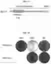Fig. 02 - OPTIMIZED BASE EDITORS ENABLE EFFICIENT EDITING IN CELLS, ORGANOIDS AND MICE