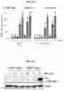 Fig. 09 - OPTIMIZED BASE EDITORS ENABLE EFFICIENT EDITING IN CELLS, ORGANOIDS AND MICE