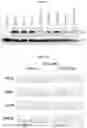 Fig. 43 - OPTIMIZED BASE EDITORS ENABLE EFFICIENT EDITING IN CELLS, ORGANOIDS AND MICE