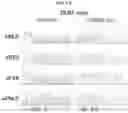 Fig. 44 - OPTIMIZED BASE EDITORS ENABLE EFFICIENT EDITING IN CELLS, ORGANOIDS AND MICE