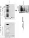 Fig. 06 - AAV CAPSID PROTEINS FOR NUCLEIC ACID TRANSFER