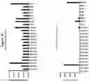 Fig. 44 - AAV CAPSID PROTEINS FOR NUCLEIC ACID TRANSFER
