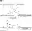 Fig. 02 - Target irrelevant guide RNA for CRISPR