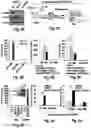 Fig. 08 - Sting-dependent activators for treatment of disease