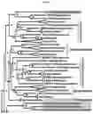 Fig. 03 - Plant Vectors, Compositions and Uses Relating Thereto