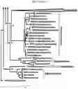 Fig. 04 - Plant Vectors, Compositions and Uses Relating Thereto
