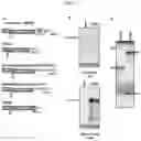 Fig. 05 - Plant Vectors, Compositions and Uses Relating Thereto