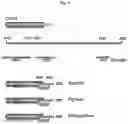 Fig. 06 - Plant Vectors, Compositions and Uses Relating Thereto