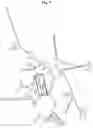 Fig. 10 - Plant Vectors, Compositions and Uses Relating Thereto