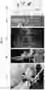 Fig. 16 - Plant Vectors, Compositions and Uses Relating Thereto