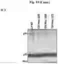 Fig. 19 - Plant Vectors, Compositions and Uses Relating Thereto