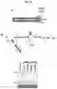 Fig. 22 - Plant Vectors, Compositions and Uses Relating Thereto