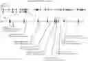 Fig. 01 - MATERIALS AND METHODS FOR THE CORRECTION OF RETINITIS PIGMENTOSA