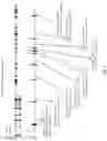 Fig. 02 - MATERIALS AND METHODS FOR THE CORRECTION OF RETINITIS PIGMENTOSA