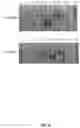 Fig. 09 - MATERIALS AND METHODS FOR THE CORRECTION OF RETINITIS PIGMENTOSA