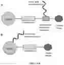 Fig. 07 - SOLID-PHASE N-TERMINAL PEPTIDE CAPTURE AND RELEASE