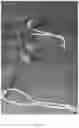 Fig. 22 - Transparent Protective Face Mask