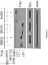 Fig. 04 - Methods and materials for identifying and treating bet inhibitor-resistant cancers