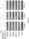 Fig. 05 - Methods and materials for identifying and treating bet inhibitor-resistant cancers