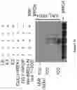 Fig. 07 - Methods and materials for identifying and treating bet inhibitor-resistant cancers