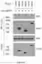Fig. 08 - Methods and materials for identifying and treating bet inhibitor-resistant cancers