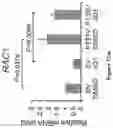 Fig. 100 - Methods and materials for identifying and treating bet inhibitor-resistant cancers