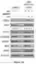 Fig. 101 - Methods and materials for identifying and treating bet inhibitor-resistant cancers