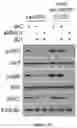 Fig. 102 - Methods and materials for identifying and treating bet inhibitor-resistant cancers